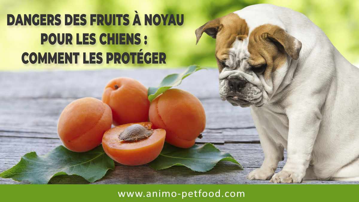 dangers-des-fruits-a-noyau-pour-les-chiens